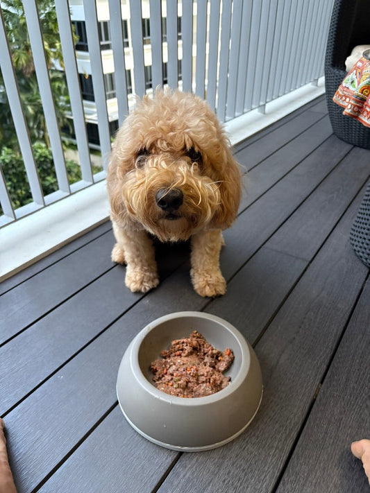 Dog Vomiting: Causes, Solutions, and How to Help Your Pup