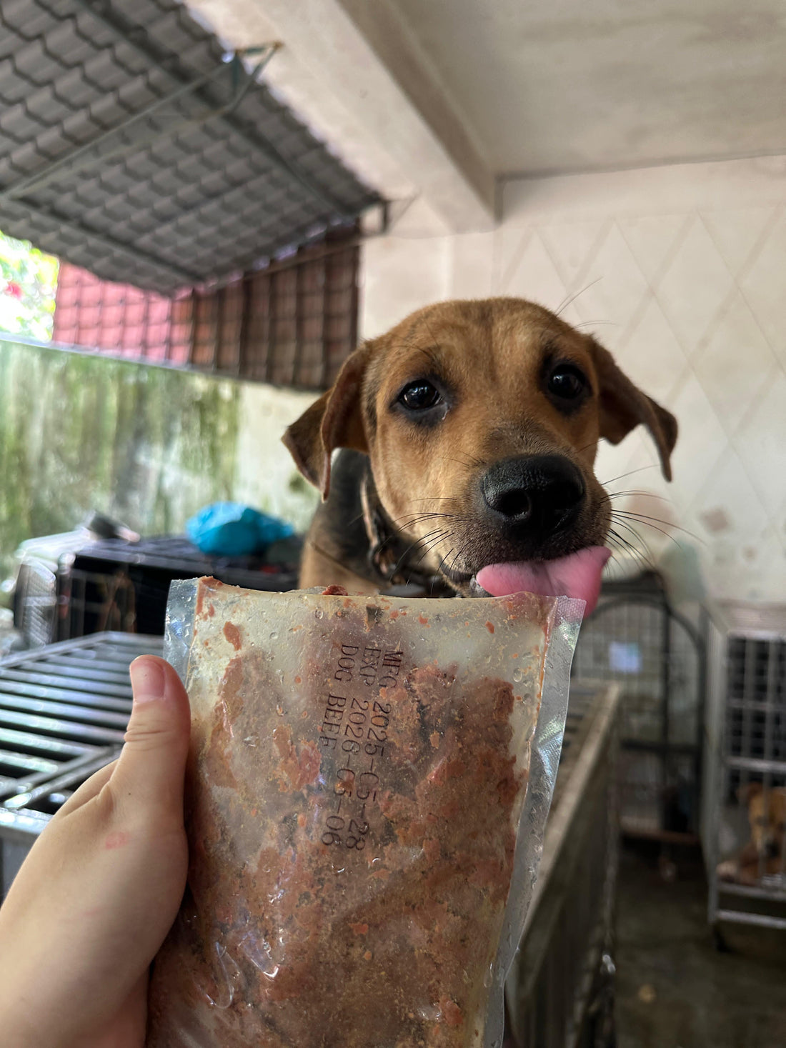 Debunking Common Myths About Fresh and Raw Pet Food in Singapore