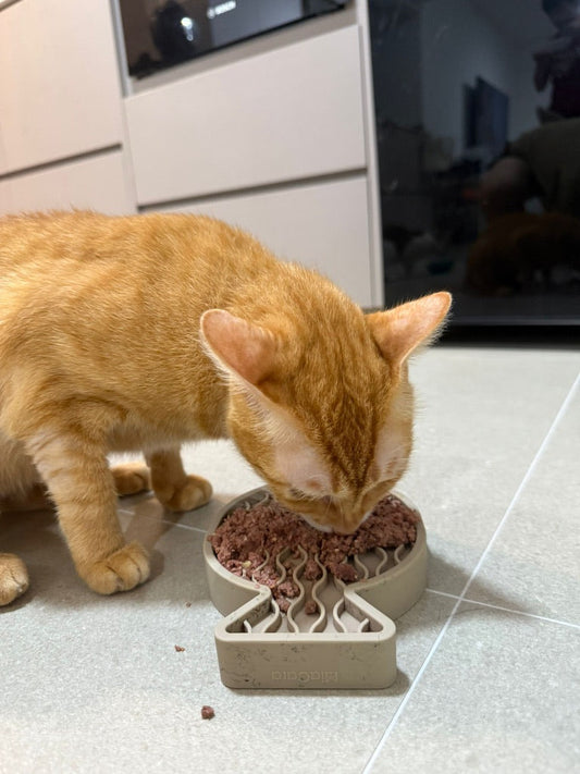 What To Do If Your Cat Is Underweight — And What Type of Food To Feed