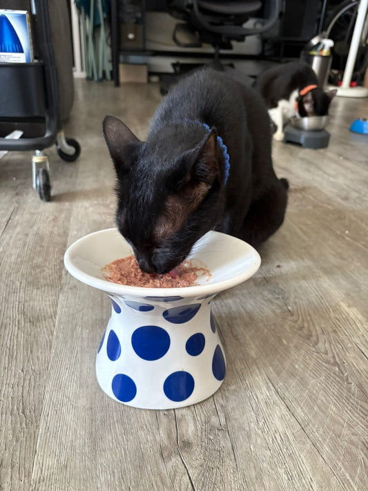 What Is Human-Grade Pet Food And How Is It Beneficial For Your Pet?