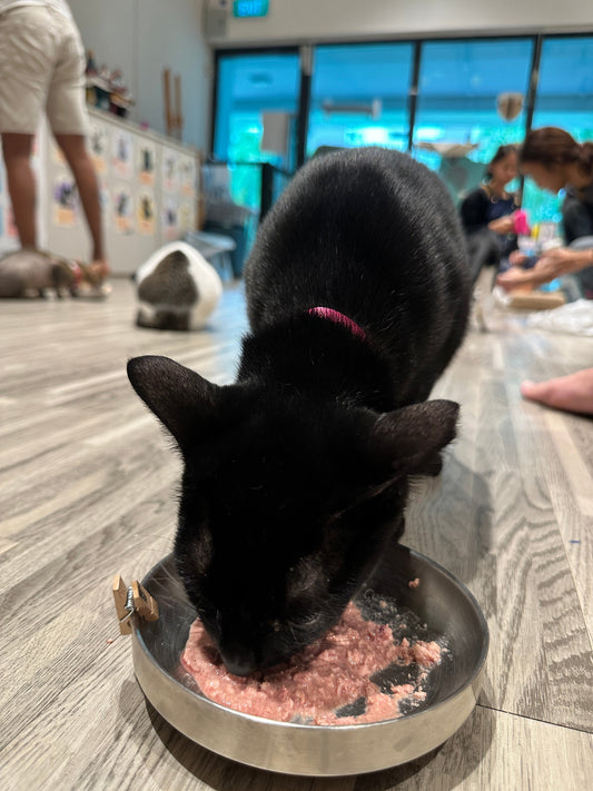 What to Do If Your Cat is Underweight and What Type of Cat Food Should You Feed Your Cat?