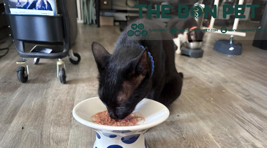 cat eating human grade food