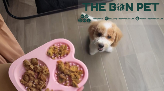 dog eating gently cooked food