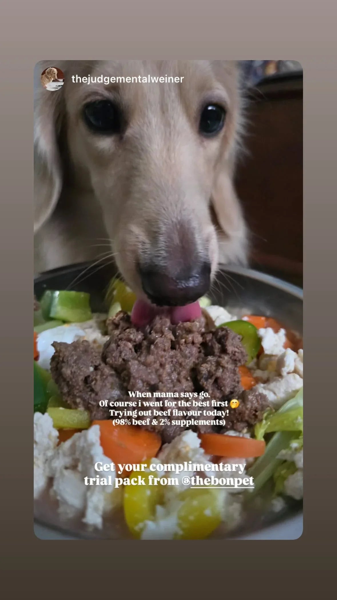 Gently Cooked Free Range Chicken for Dogs - Trial Packs