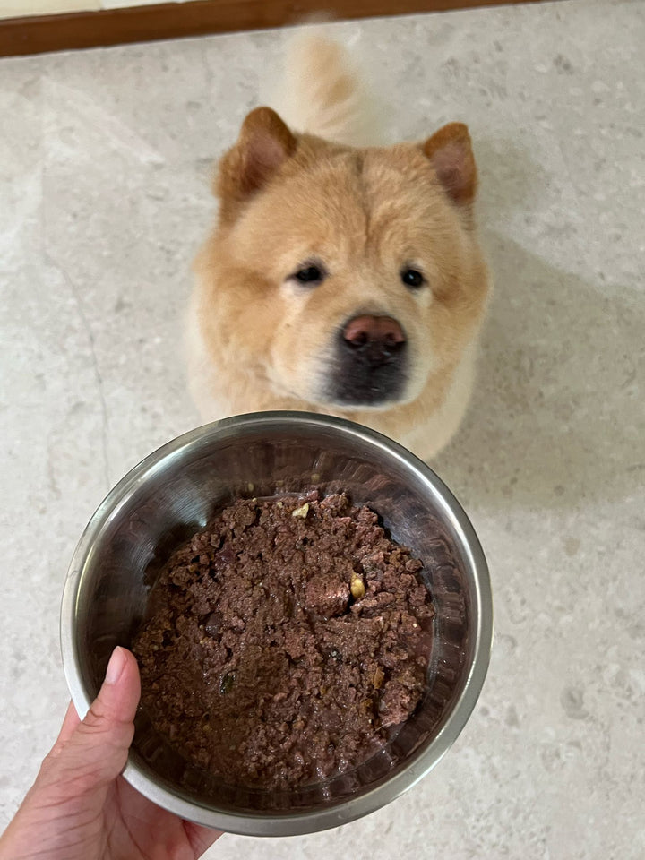 A real Singapore pawrent's dog tucking into a bowl of Bon Pet at home