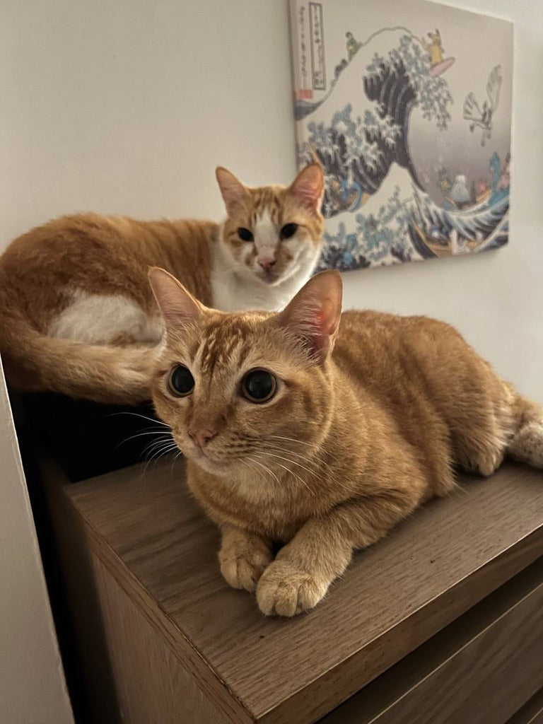 Salt and Pepper, Nic's two orange tabby cats - the other half of why we started cooking