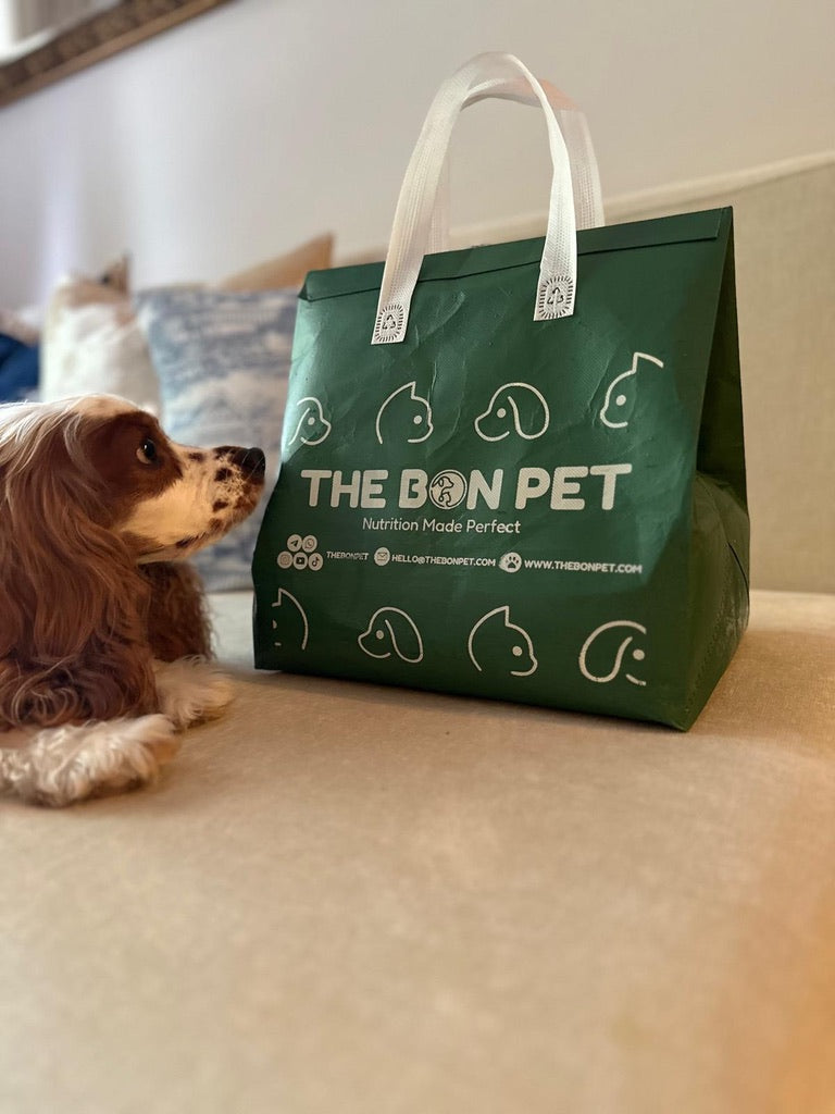 Cocker Spaniel sniffing a Bon Pet delivery bag at home