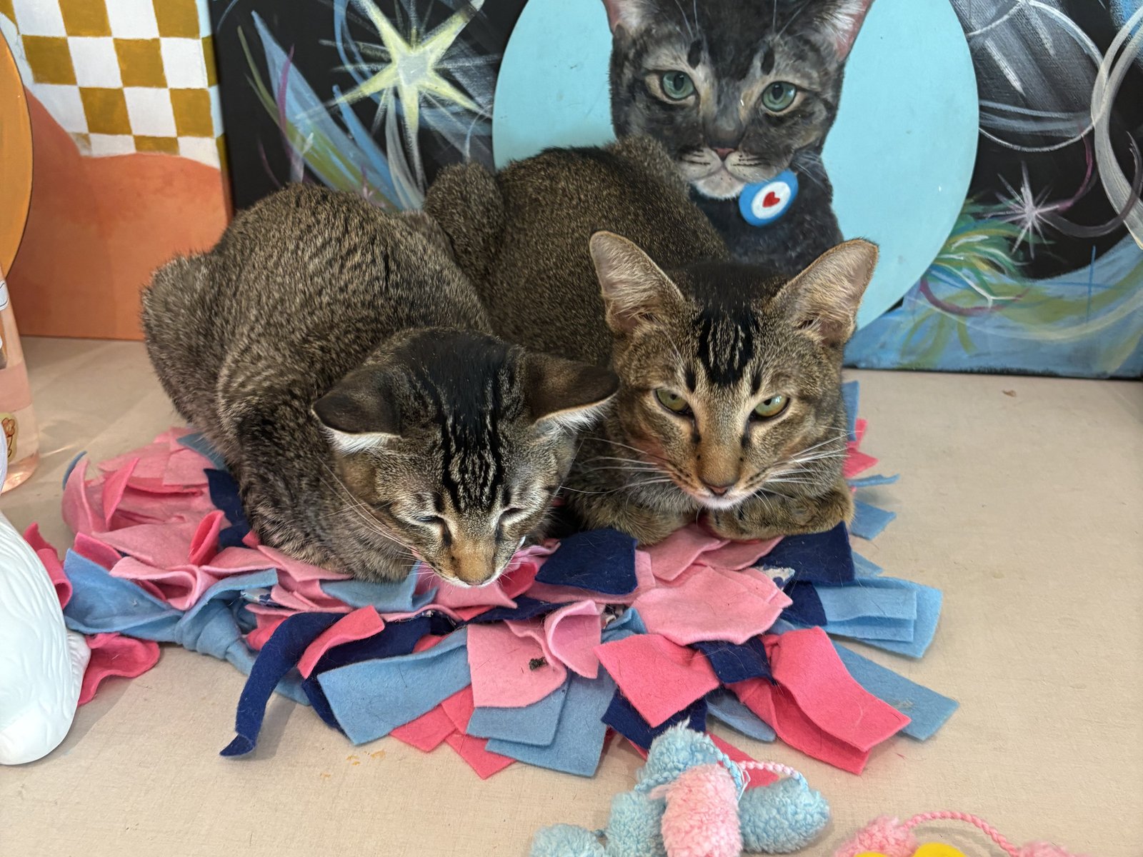 Rescue cats at Wildflower Studio enjoying Bon Pet meals