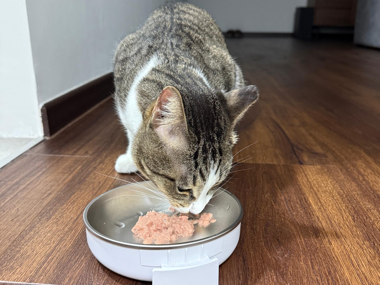 Shop Meals for Cats 🐱