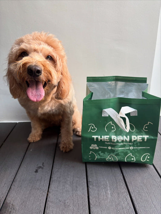 Choosing the Right Diet for Your Dog in Singapore