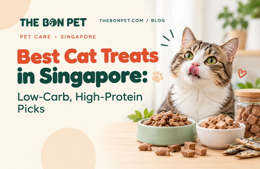 Best Cat Treats in Singapore: Low-Carb, High-Protein Picks