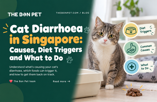 Cat Diarrhoea in Singapore: Causes, Diet Triggers and What to Do