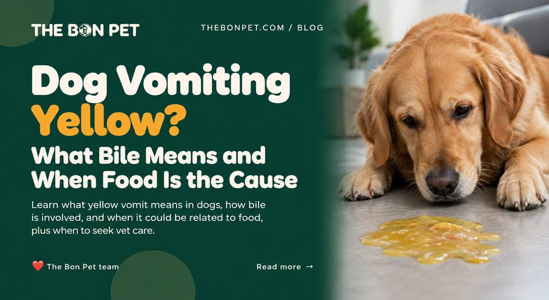 Dog Vomiting Yellow? What Bile Means and When Food Is the Cause