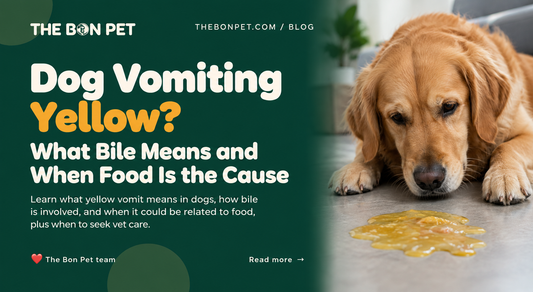 Dog Vomiting Yellow? What Bile Means and When Food Is the Cause
