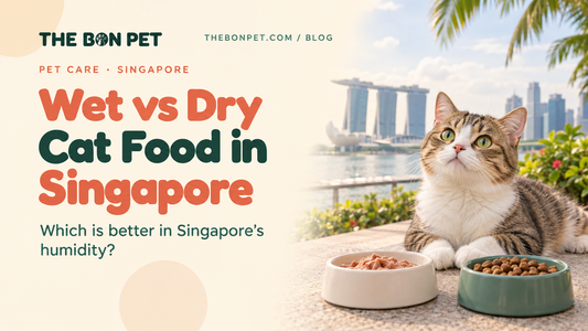 Wet vs Dry Cat Food in Singapore: Which Is Better in Our Humidity?