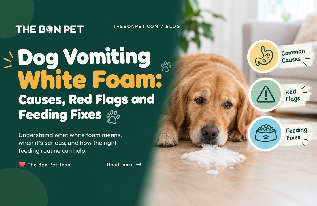 Dog Vomiting White Foam: Causes, Red Flags and Feeding Fixes