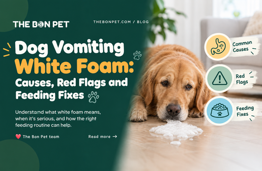 Dog Vomiting White Foam: Causes, Red Flags and Feeding Fixes