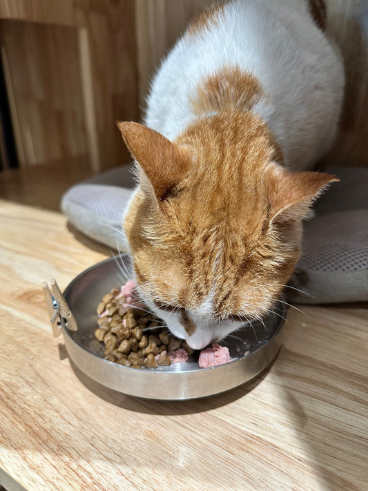 The Ultimate Guide to Feeding Your Puppy or Kitten in Singapore: What Every New Pet Parent Should Know