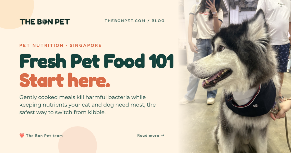 A Beginner's Guide to Feeding Fresh & Raw Pet Food in Singapore - What New Pet Owners Need to Know