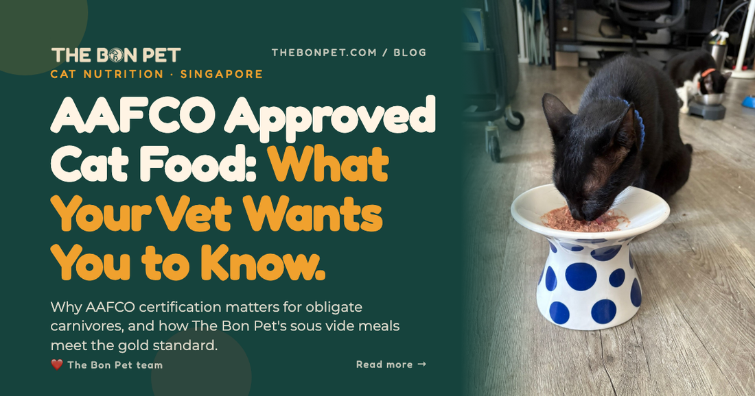 AAFCO Approved Cat Food in Singapore: Pawrent Guide