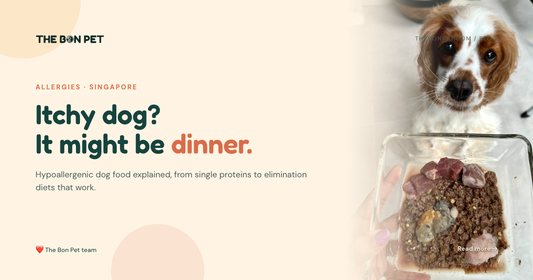 Hypoallergenic Dog Food in Singapore: The Complete Pawrent’s Guide