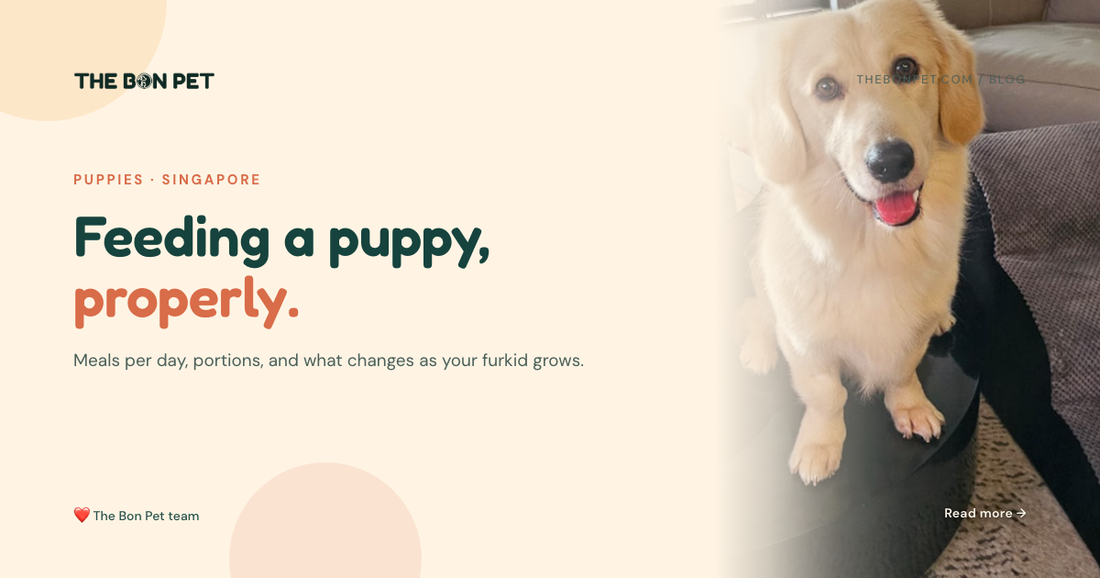 Cooked, Raw or Kibble: What the Research Says About Feeding Your Dog in Singapore