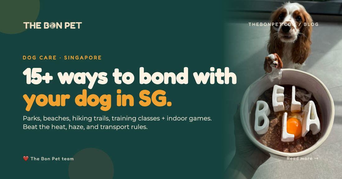 Best Activities To Bond With Your Dog In Sg