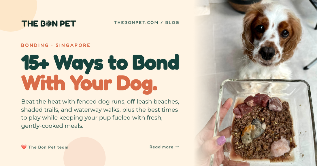 Best Activities to Bond With Your Dog in Singapore