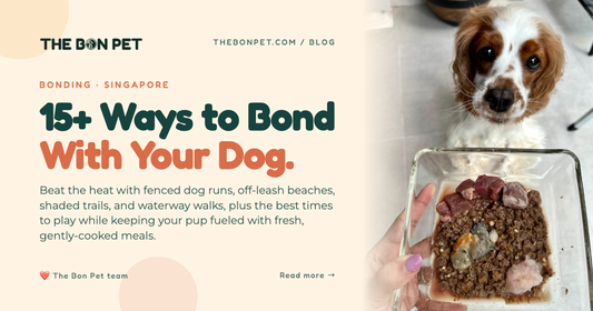 Best Activities to Bond With Your Dog in Singapore