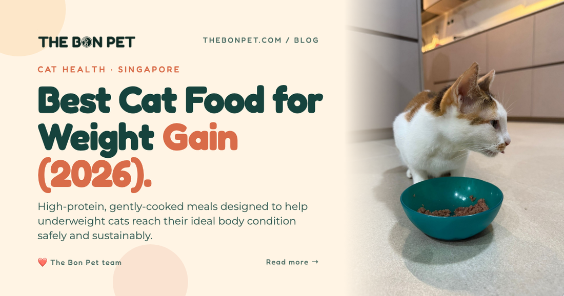 Best Cat Food for Weight Gain in Singapore (2026)