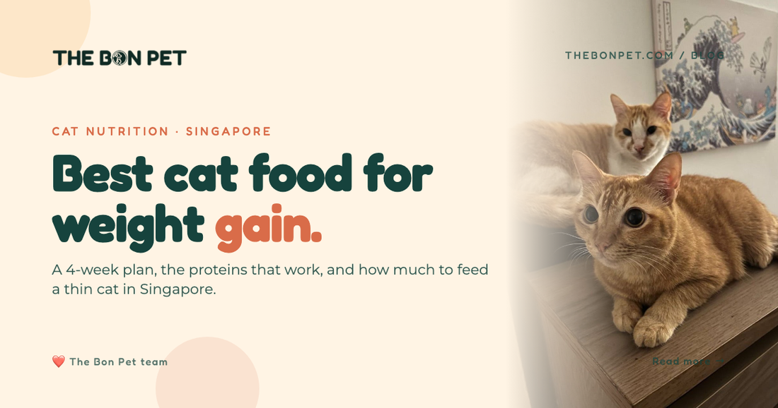 Best Cat Food for Weight Gain in Singapore (2026)