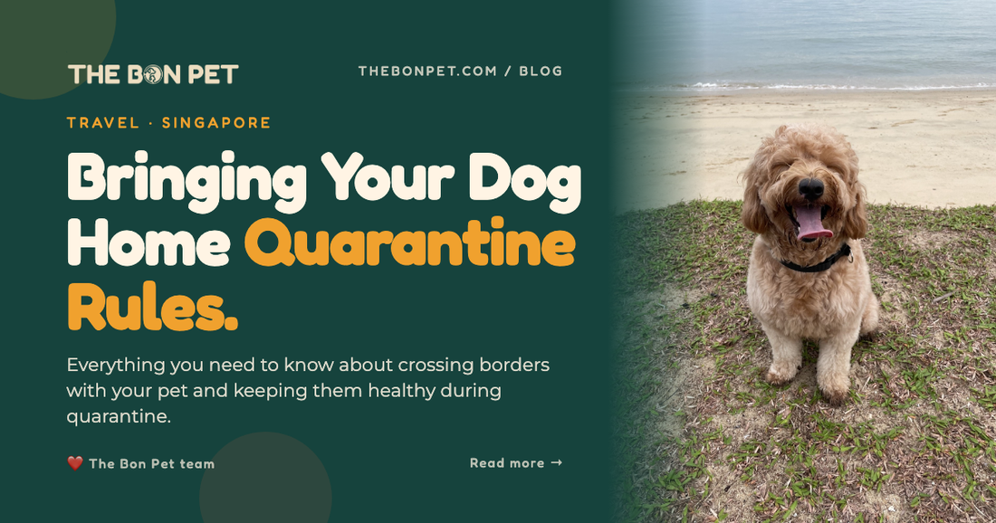 Bringing a Dog to Malaysia and Back to Singapore: Quarantine?