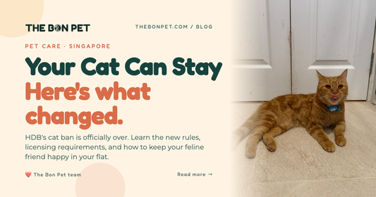 Can You Keep a Cat in an HDB Flat? Singapore's New Rules Explained