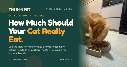 Cat Calorie Calculator Singapore: How Much to Feed