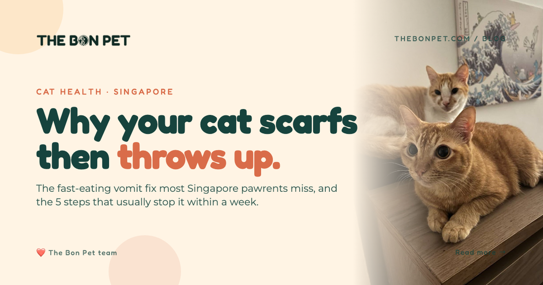 Cat Eating Too Fast and Vomiting: SG Pawrent Guide