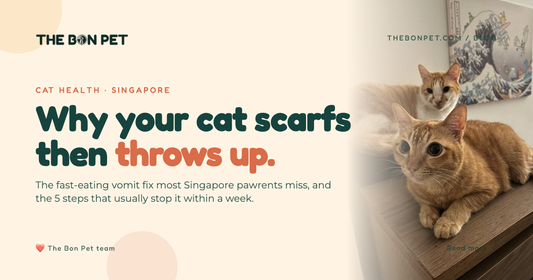 Cat Eating Too Fast and Vomiting: SG Pawrent Guide