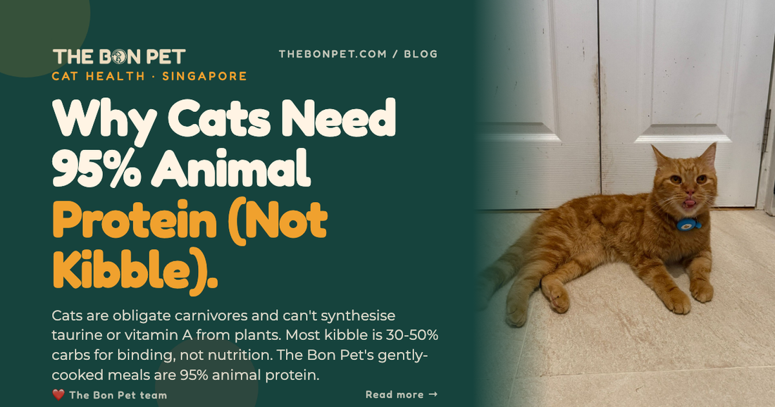 Cat Nutrition 101: Why Cats Need 95% Animal Protein (and What Most Kibble Gets Wrong)