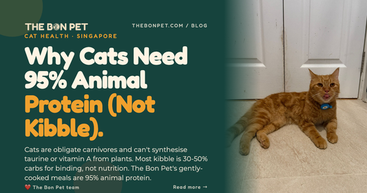 Cat Nutrition 101: Why Cats Need 95% Animal Protein (and What Most Kibble Gets Wrong)