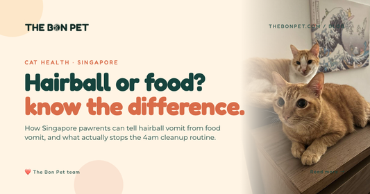 Cat Vomiting Hairball or Food? SG Pawrent Guide