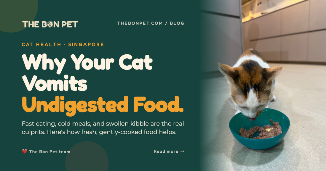 Cat Vomits Undigested Food After Eating: SG Guide