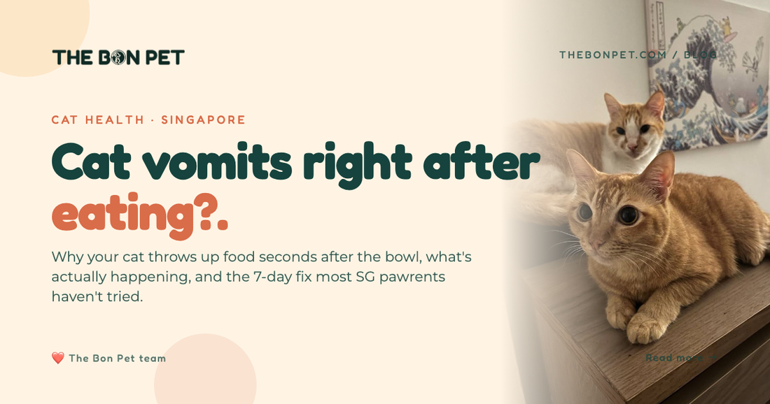 Cat Vomits Right After Eating? SG Vet-Backed Guide