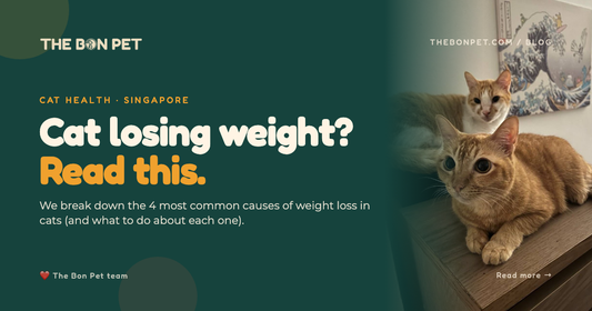Cat Weight Loss Singapore
