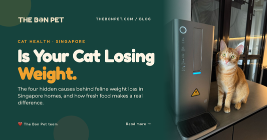Is Your Cat Losing Weight? Here's What to Do 🐱