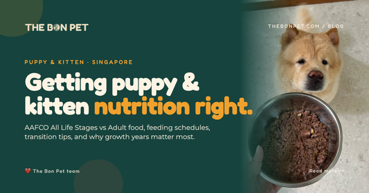 Choosing The Right Food For Your New Puppy Kitten