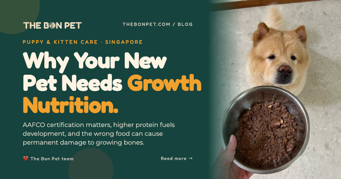Choosing the Right Food for Your New Puppy or Kitten: AAFCO, Protein & Life Stages