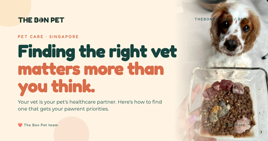 Choosing The Right Vet In Singapore