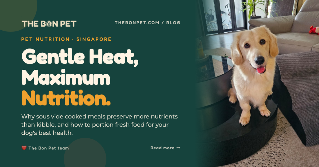 Cooked Dog Food Singapore: Pet Parent's Full Guide