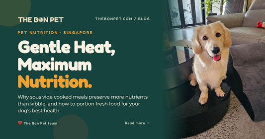 Cooked Dog Food Singapore: Pet Parent's Full Guide