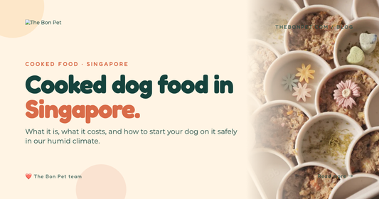 Cooked Dog Food Singapore: A Pet Parent's Guide 2026