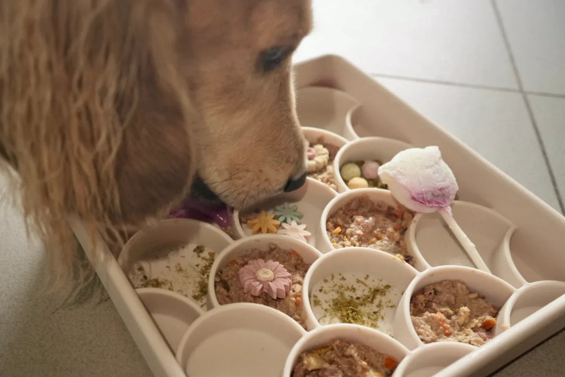 Dog eating gently cooked fresh food from an enrichment tray in Singapore